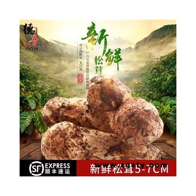 新鲜松茸批发 云南香格里拉特产野生松茸 鲜松茸支持一件代发图1