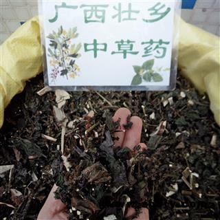 广西壮乡中草药 野生 紫苏 全草 产地 广西柳州