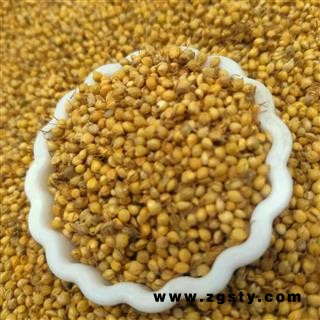 谷芽 净货 别名 蘖米、谷蘖、稻蘖、稻芽 产地 安徽省