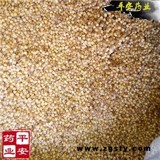 谷芽统货 高含量 颗粒整齐 质地饱满 产地 四川省