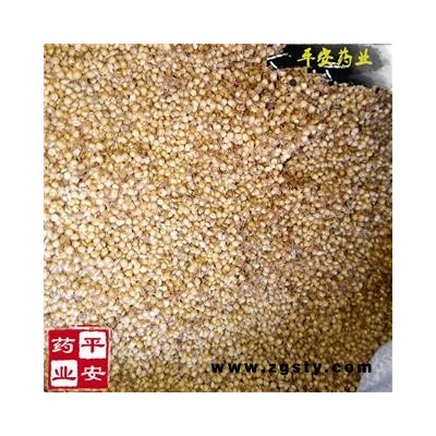 谷芽统货 高含量 颗粒整齐 质地饱满 产地 四川省