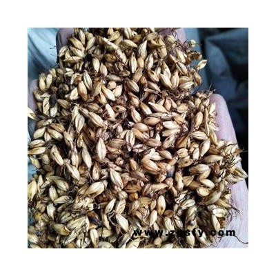 麦芽 新到选装炒麦芽，发芽率高好货，干净无杂质实物拍摄 产地 山东省