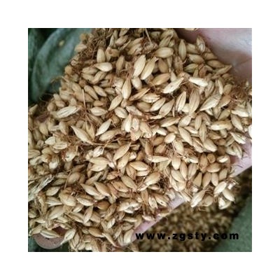 麦芽  95%以上出芽率 产地 山东省济南市槐荫区