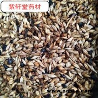 麦芽  炒麦芽 统 产地 山东省 产地直销 大货供应