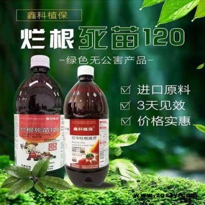 豇豆枯萎病 火爆网农资 库拉索芦荟烂根 杨梅根腐病的防治 砂糖橘叶斑病