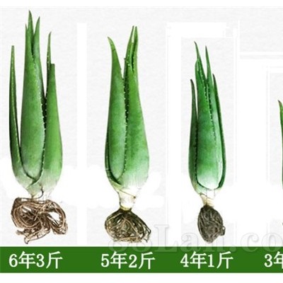 供应黄家荟库拉索芦荟种苗